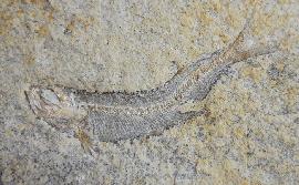 Allothrissops cf. salmoneus BLAINVILLE 1818 - Bild © FossNet FossilienStore